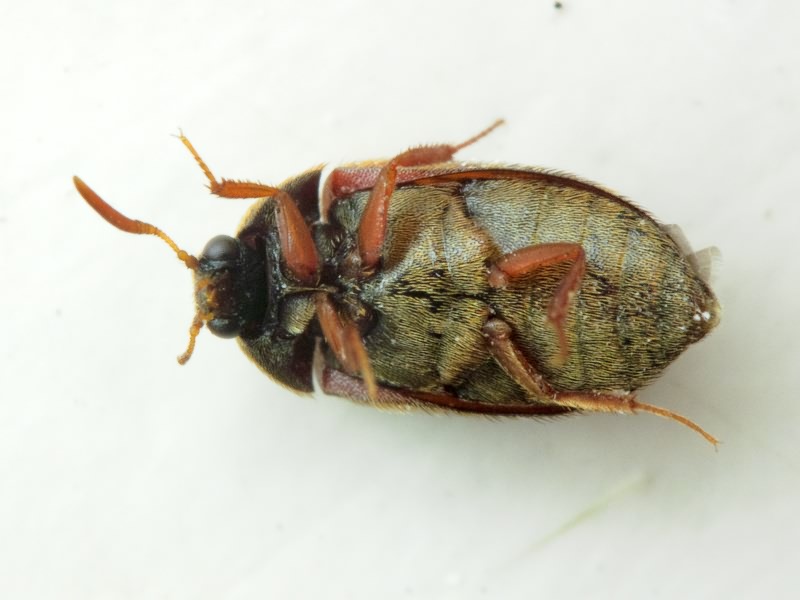 Attagenus smirnovi Zhantiev, 1976